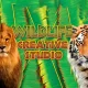 Licență Wildlife Creative Studio (1 dispozitiv   Lifetime) (Steam)